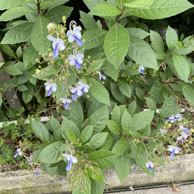 賞花好地方「蝴蝶灣公園」