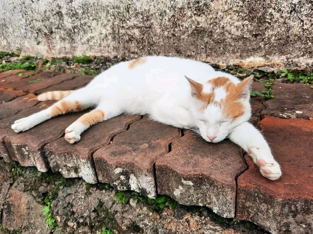 ［桃園］角板山公園