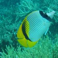 【パラオ】パラオの海でシュノーケル三昧