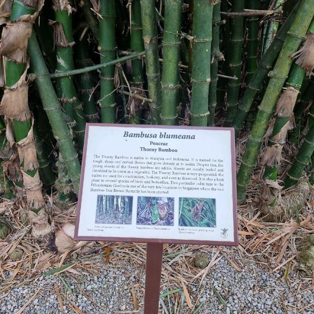 Ethnobotany Gardens Singapore 