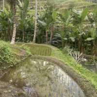 Gorgeous Ricefields(Tegalalang)