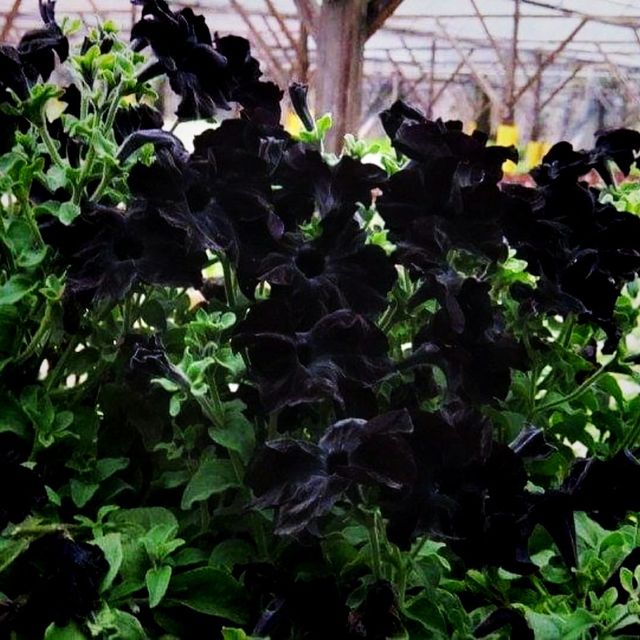 The Big Red Strawberry Farm At Cameron