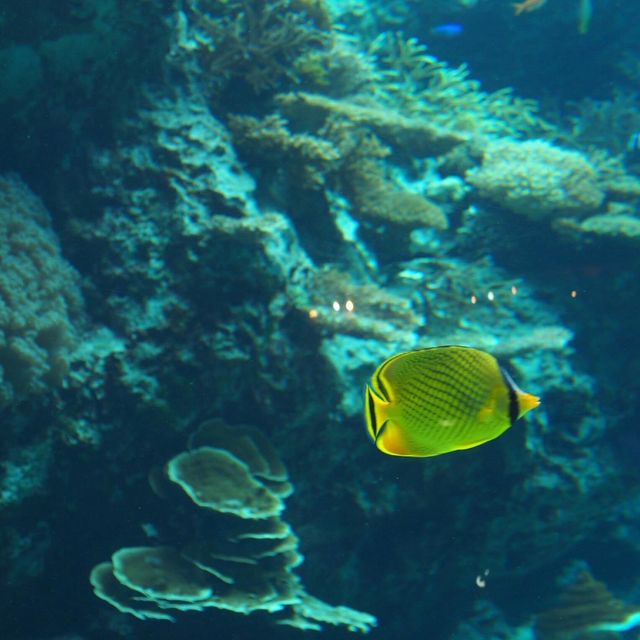 美麗海水族館🔱🔱沖繩最大最受歡迎👏🏻水族館😍海天一色