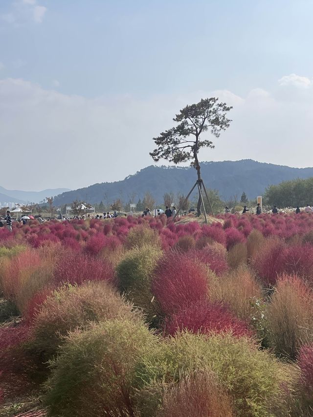 [경남/양산]양산에 붉게물든 댑싸리❣️