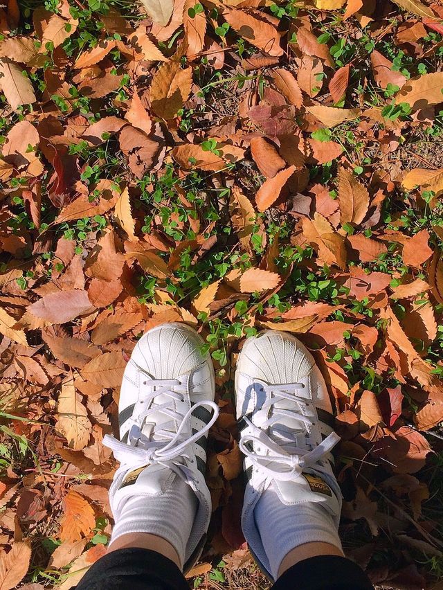 단풍구경은 여기서 하자 🍂경주 보문관광단지 