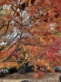 【大分紅葉】今が見ごろ🍁渓石園⛰