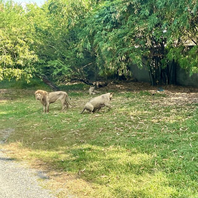 曼谷動物園Safari World🦒🐅🦧❤️
