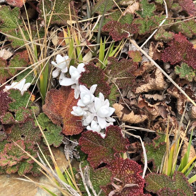 合歡山國家森林遊樂區