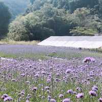 Hokkaido Flower Park Khaoyai 