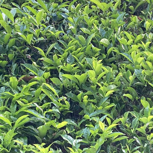 とても美しい茶畑