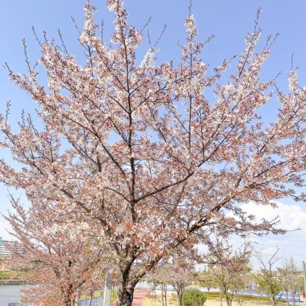 파주 도심 한복판 벚꽃 명소! 파주운정호수공원