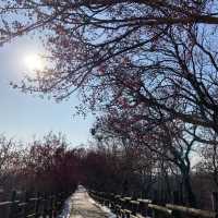 天空公園