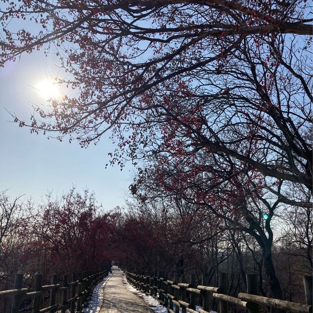 天空公園