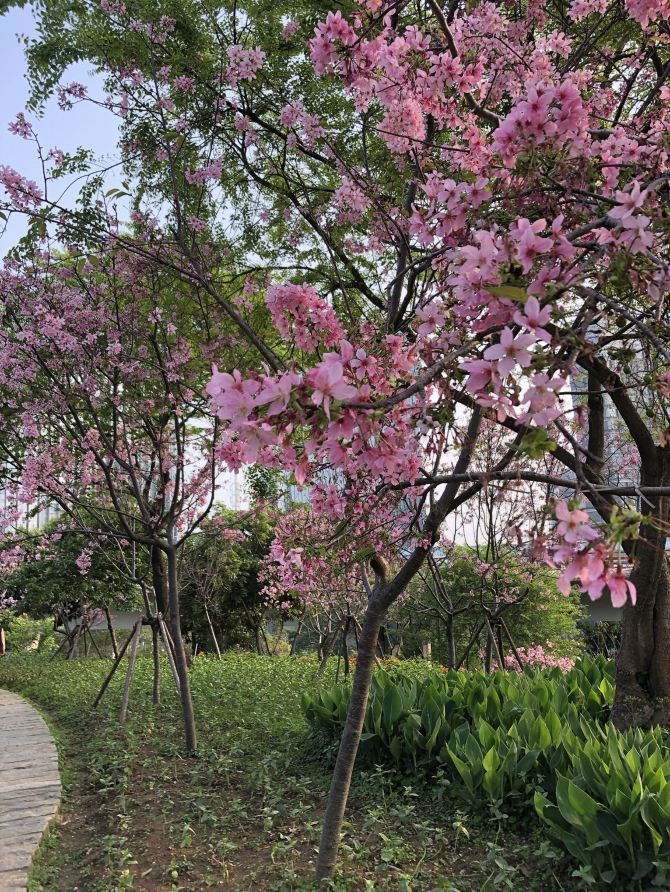 Sakura Blossom in Xiamen 