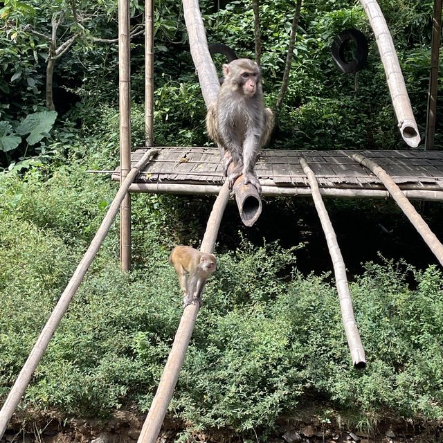 Primeval Forest Park - Xishuangbanna 