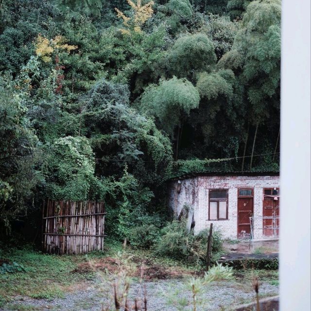 Picking Fresh Bamboo in Qingcheng Mountain