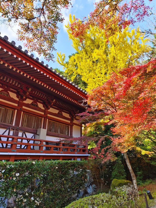 Autumn trip to Kyoto, Japan, enjoy the beauty of Bishamon-do and the red leaves of Daigo-ji Temple.