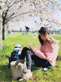 Cherry blossom season is coming again, I really want to go and see the Tamagawa River of the past.