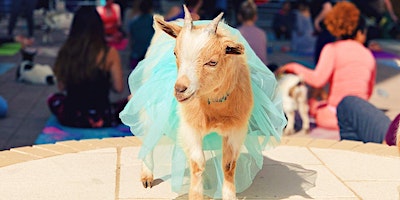 Halloween Costume Sunset Goat Yoga! | 6950 Canyon Falls Dr