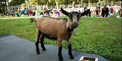 Yoga with Goats 2025 | OASIS tlc