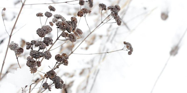 Habitat Advocate: Native Plants for Winter Interest and Wildlife | 102 Chester St
