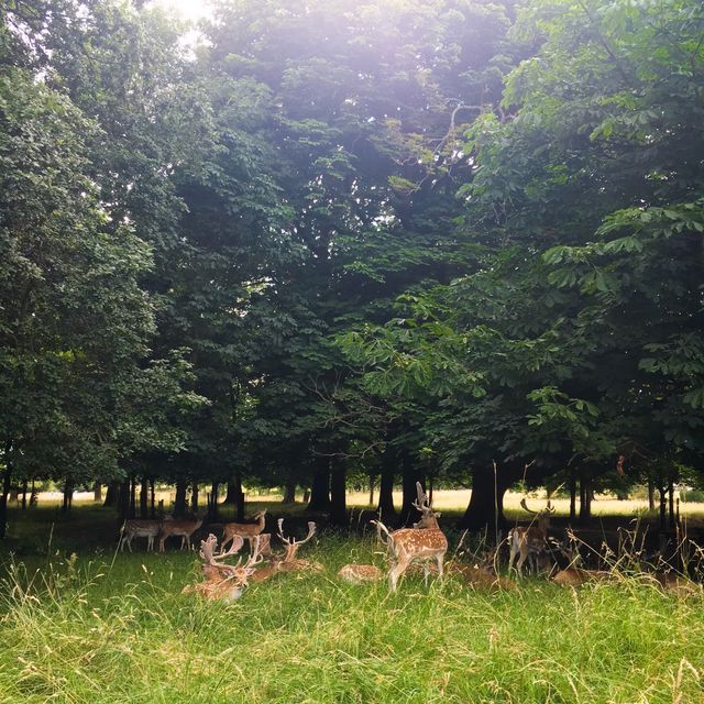 피닉스 파크에서 사슴 구경하기🦌 