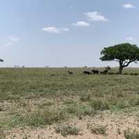 anotha safari at Serengeti