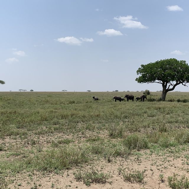 anotha safari at Serengeti