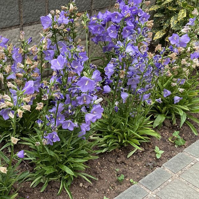 元朗賞花好去處～紫色風信子、彩色雛菊、大紅花、杜鵑花、繡球花等