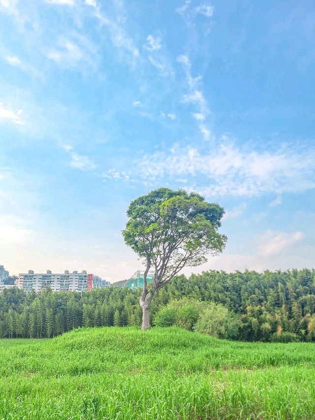 가볍게 산책하기 좋은 #태화강국가정원 🌿 
