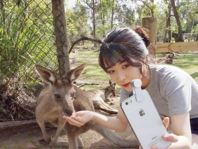 코알라와 캥거루를 만날 수 있는 론파인코알라보호구역