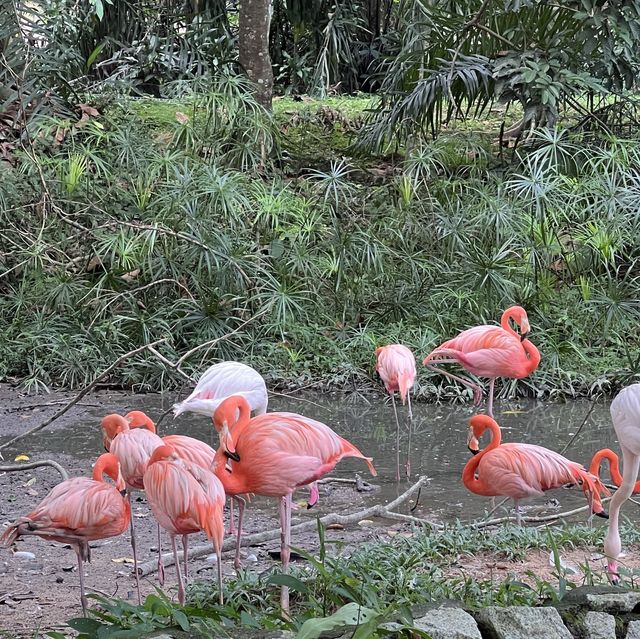 Zoo Negara Malaysia KL 🇲🇾