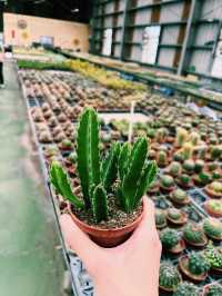 彰化田尾超人氣景點｜生源仙人掌，超多多肉植物以及仙人掌盆栽
