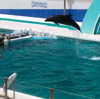 動物たちとふれあい体験もできる水族館！