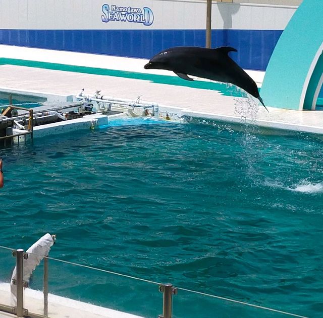動物たちとふれあい体験もできる水族館！