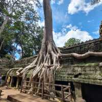 The Trees Roots Temple