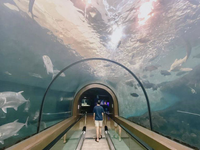 Phuket Aquarium 🐠🐬🦐🦑🦞