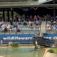 The Steve Irwin Zoo - A Great Family Time