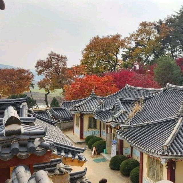 단풍나무 줄지어선 도산서원