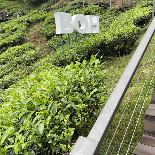 BOH Tea Center at Highlands