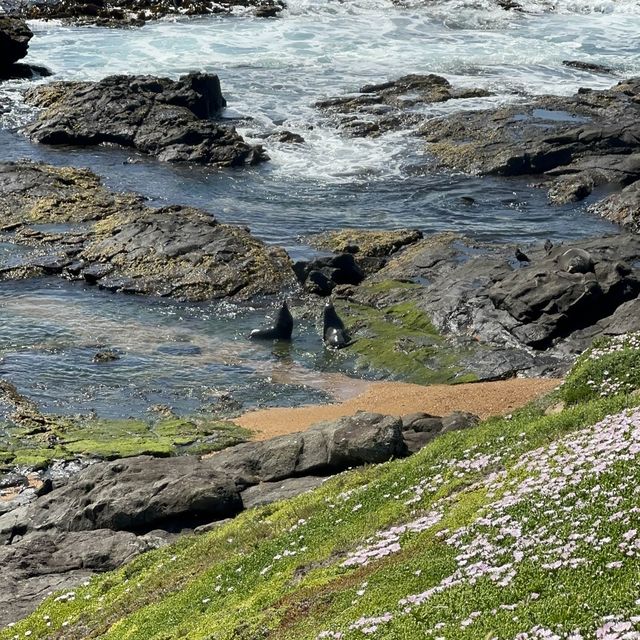 NZ 紐西蘭 南島 卡提奇燈塔 Katiki Point Lighthouse