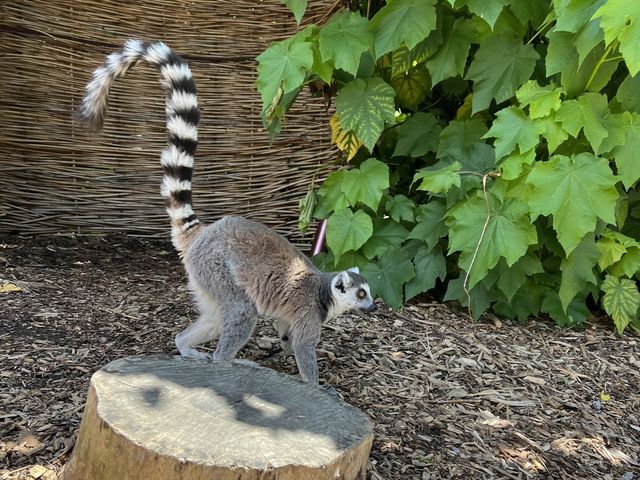 Melbourne Zoo