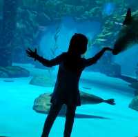 海洋公園動物show