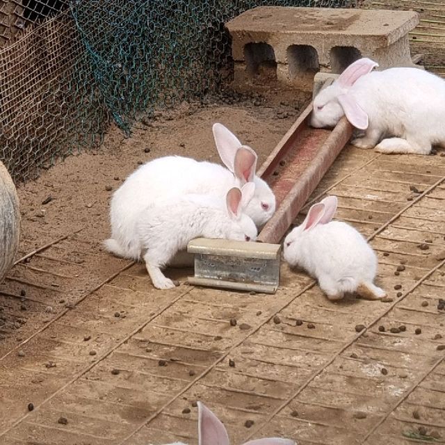 [용인] 꽃나들이 우리랜드
