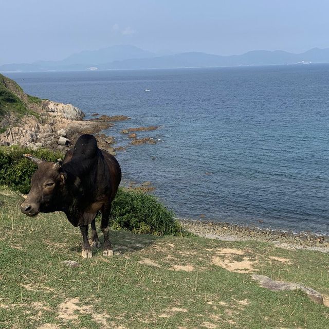 假日小島輕鬆一日遊😎望住大海草地牛牛盡情放鬆