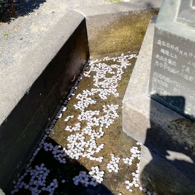 [福岡市]桜🌸満開で花吹雪舞う「西公園」