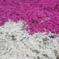 산청군 생초조각공원 꽃잔디축제🌼🌸🌺