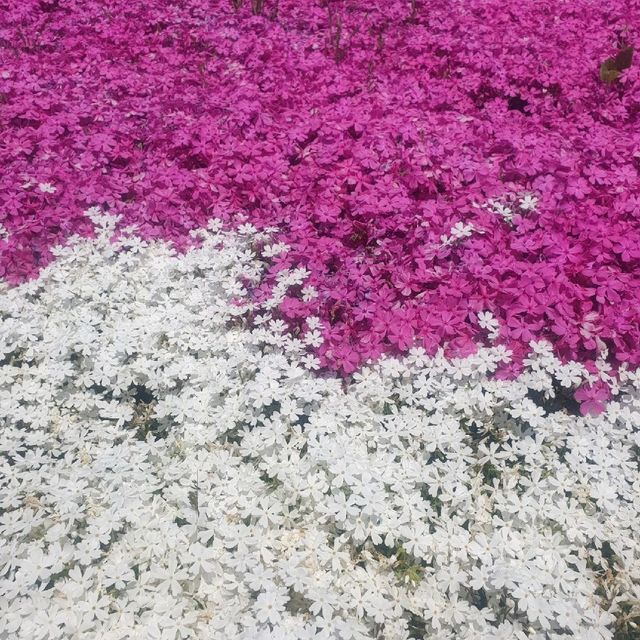 산청군 생초조각공원 꽃잔디축제🌼🌸🌺