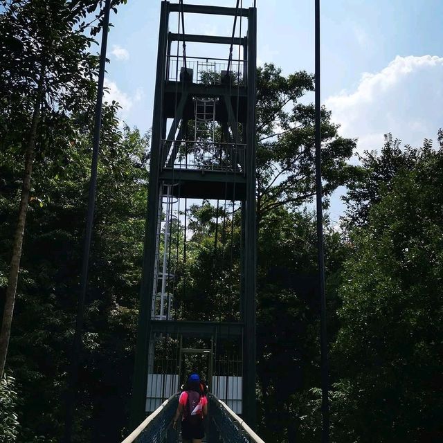 A Weekend Hike in Macritchie Trial 