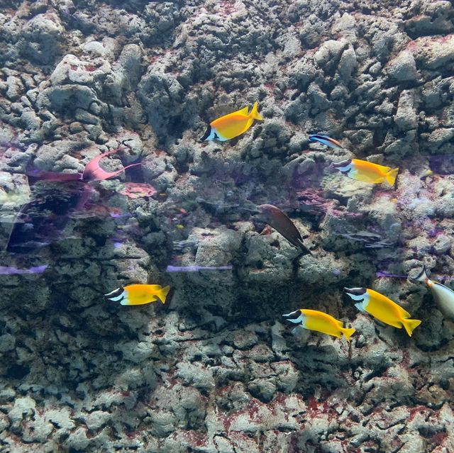 Seville aquarium 